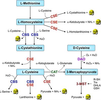 The Role of Host-Generated H2S in Microbial Pathogenesis: New Perspectives on Tuberculosis